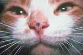 Dermatologia