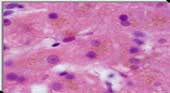 Citodiagnostica