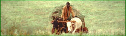 www.veterinarisenzafrontiere.it
